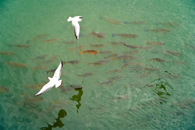 觀察｜修仁?、粗唇鮠……傳說中的魚游回瀘州，這里有啥秘密？