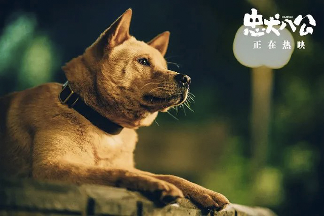 【關(guān)注】不止忠犬八公，還有惡犬傷人……
