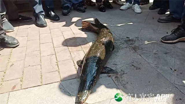 1米長！宜賓這個小區(qū)的鱷雀鱔撈起來了！