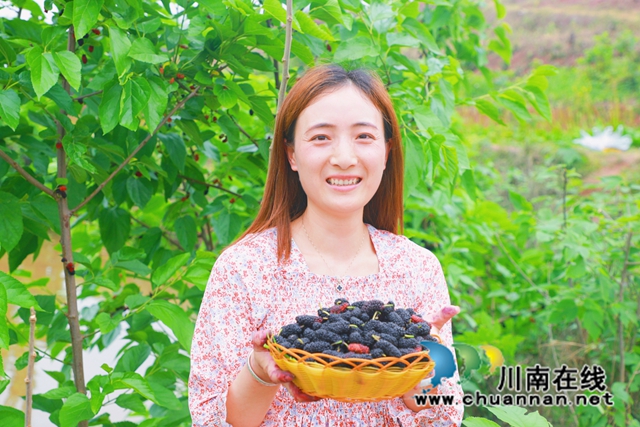 瀘縣天興：“葚”是甜蜜！這里的桑葚熟啦，等你來(lái)摘！