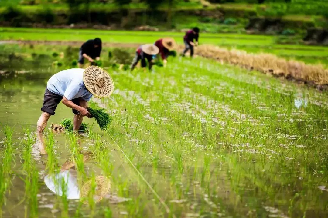 【擴(kuò)散】谷雨起，要多吃這些食物！