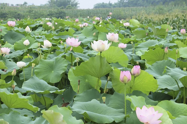 這個初夏，搭乘荷花基地專班公交，直達(dá)咀陽村賞荷花~