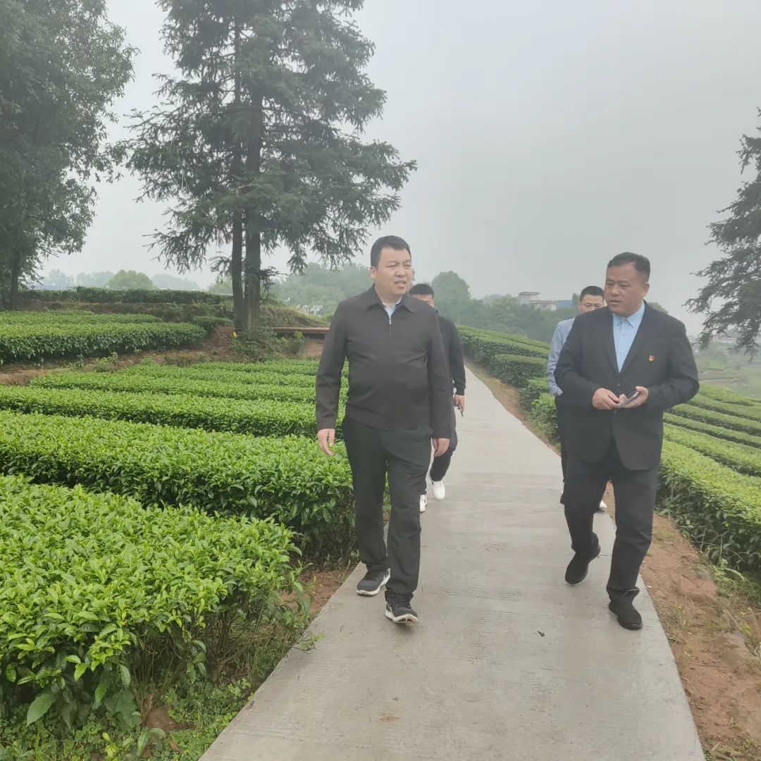 拒絕茶葉“包裝刺客”！瀘州市場監(jiān)管出手了！