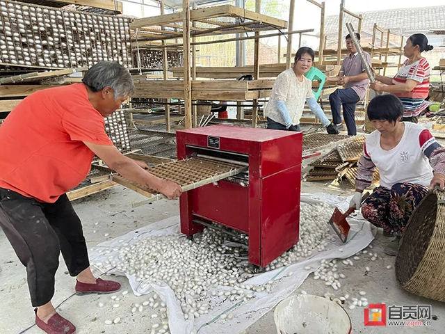 富順：今年第一桶“蠶金”！