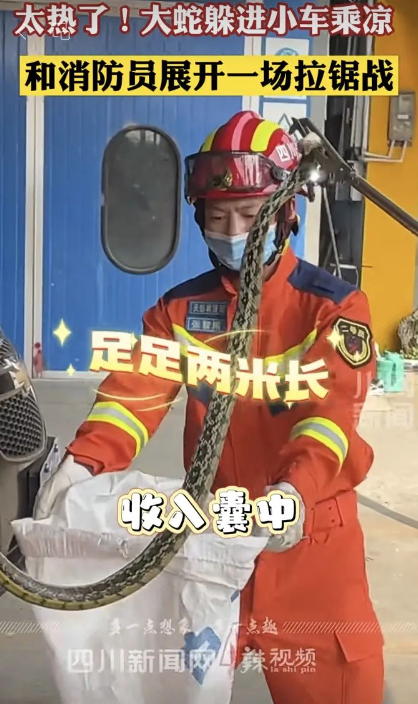 【分享】?jī)擅组L(zhǎng)大蛇鉆進(jìn)車?yán)锍藳?，又?人被咬傷