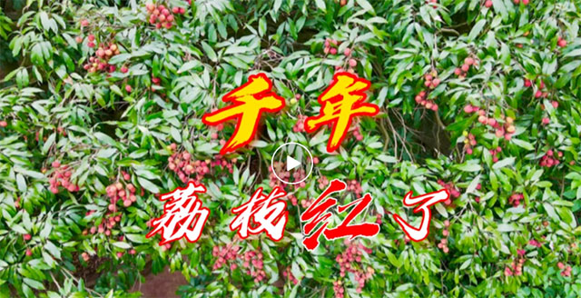 罕見！宜賓千年荔枝樹時隔11年再結(jié)新果！