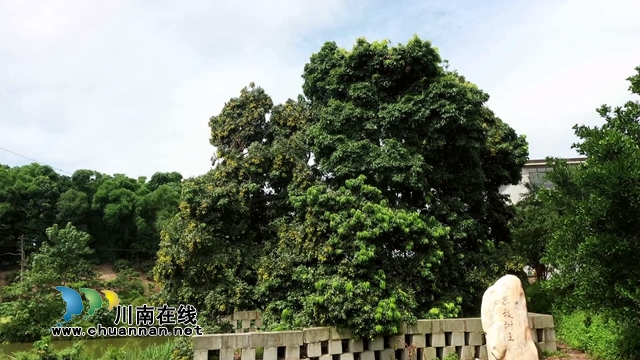 合江最古老荔枝樹樹齡約1000年[00-01-00][20230718-093837830].jpg
