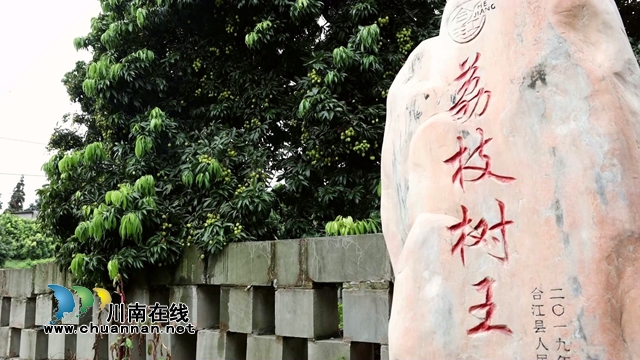 合江最古老荔枝樹樹齡約1000年[00-00-56][20230718-094204442].jpg