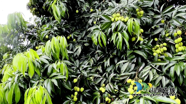 合江最古老荔枝樹樹齡約1000年[00-01-55][20230718-093932302].jpg