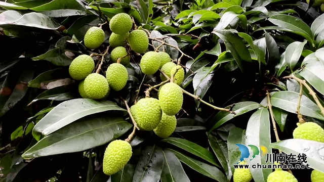合江最古老荔枝樹樹齡約1000年[00-01-25][20230718-093847692].jpg