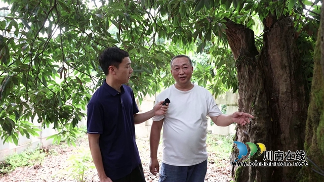 合江最古老荔枝樹樹齡約1000年[00-00-10][20230718-093817365].jpg