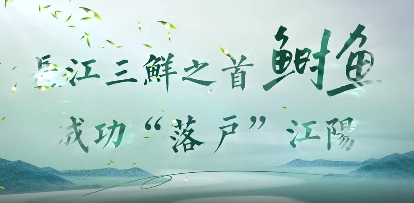 長(zhǎng)江三鮮之首鰣魚 成功“落戶”江陽(yáng)