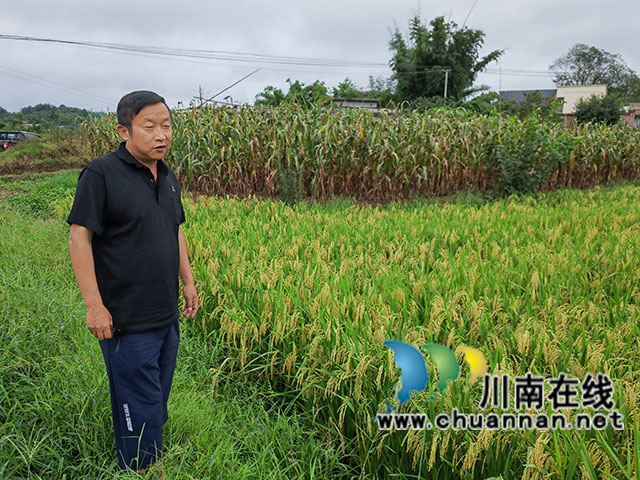 現(xiàn)場(chǎng)選取測(cè)產(chǎn)田塊（曾佐然攝）.jpg