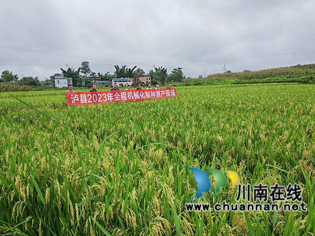 瀘縣水稻制種豐收（曾佐然攝）.jpg