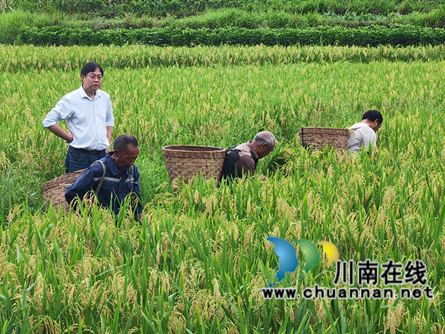 現(xiàn)場(chǎng)收割（曾佐然攝）.jpg