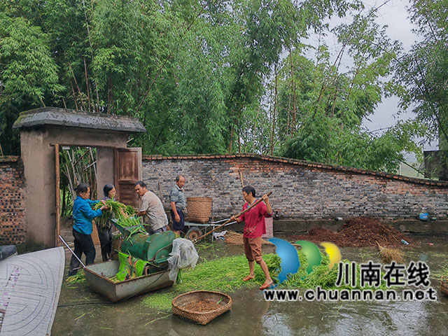 脫粒（曾佐然攝）.jpg