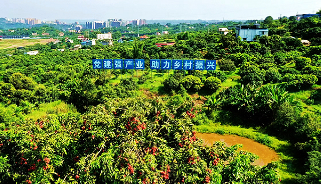 電商助農(nóng)，讓世界愛上合江荔枝