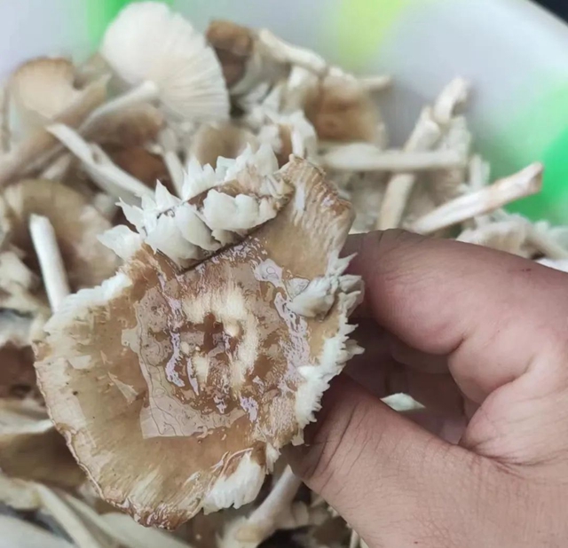 【速轉(zhuǎn)】又一例，瀘州一家食用蘑菇，一人中毒入院？