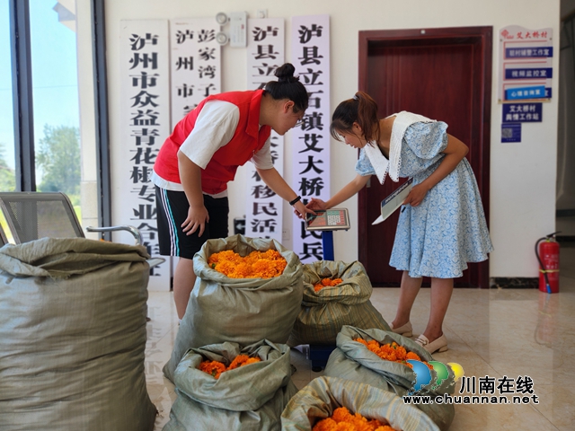圖為志愿者幫忙采摘（劉璐攝）.jpg