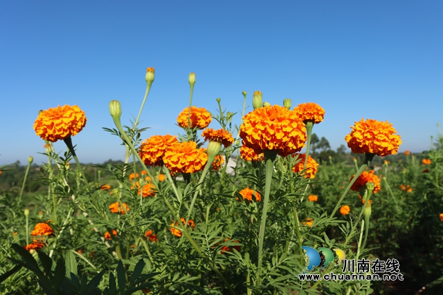 綻放的萬壽菊（劉璐攝）.JPG