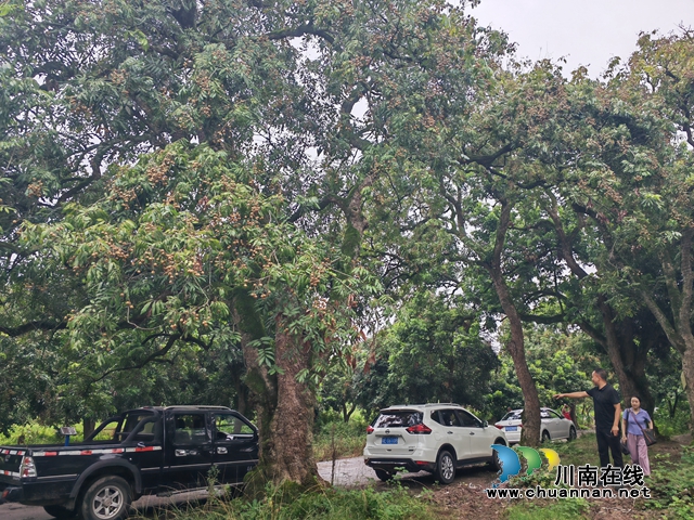 桂圓成熟，車輛開進桂圓林采購（曾佐然攝）.jpg