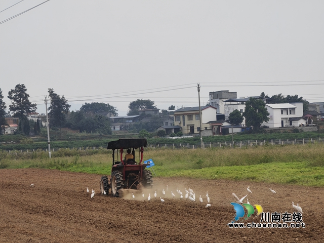 南瓜收割后，整地機耕地，為種蔬菜作準(zhǔn)備（曾佐然攝）.jpg