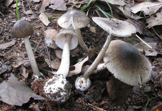 【警惕】五歲兩兄妹雙雙蘑菇中毒，送進醫(yī)院