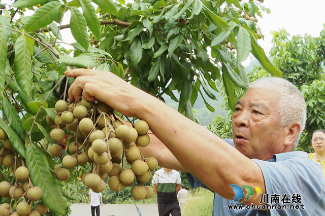 桂圓1.jpg