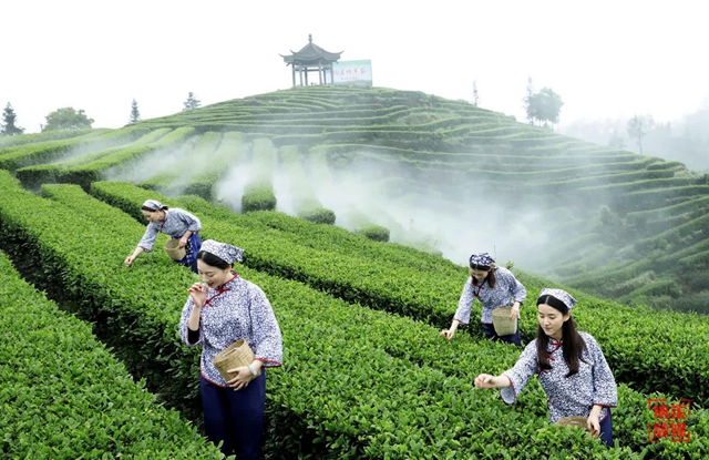納溪：擦亮“特早茶”地標(biāo)品牌 助推產(chǎn)業(yè)高質(zhì)量發(fā)展