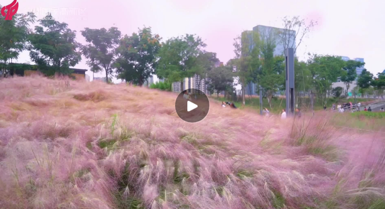 邂逅粉色秋天丨來瀘州漁子溪濕地公園，打卡粉黛浪漫！