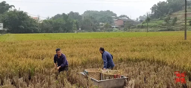 水稻2.jpg
