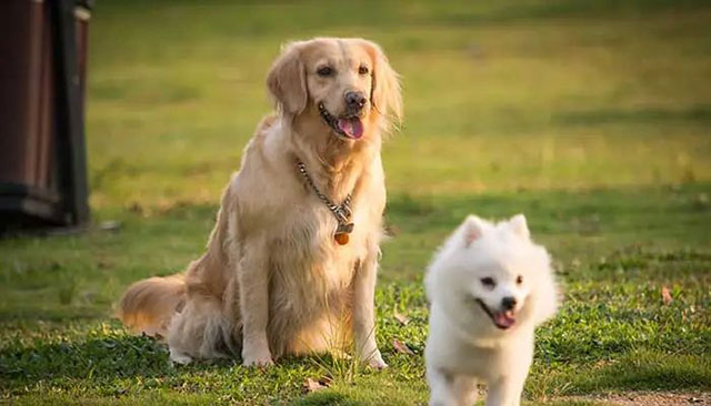 瀘州母子遭惡犬咬傷！拿什么保護(hù)你，我的寶貝？