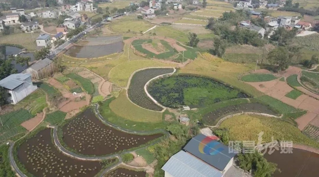 關(guān)于耕地和永久基本農(nóng)田保護(hù)！隆昌采取這些措施……