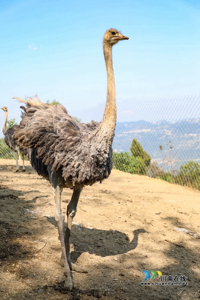 鴕鳥3.jpg