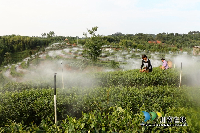 曾茂林的低山云霧茶園宛若仙境.JPG