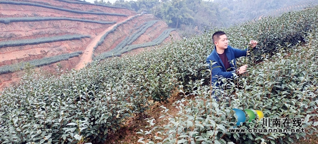 曾茂林在查看茶樹長勢.jpg