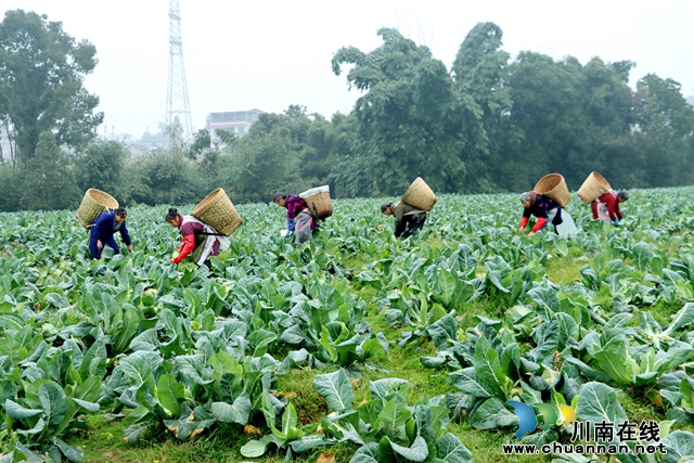 采收蔬菜（雷鳳麗攝）.jpg