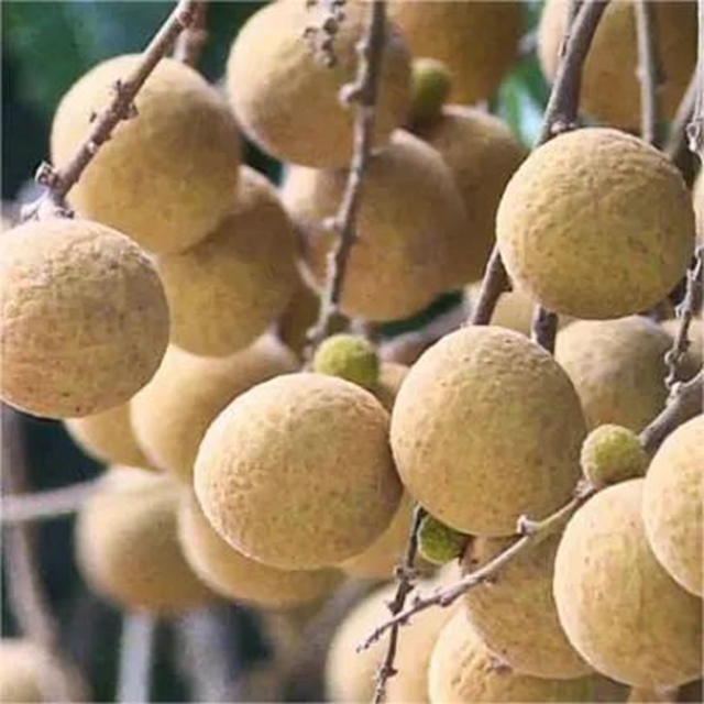 自貢首次試種！龍眼+荔枝=脆蜜龍眼