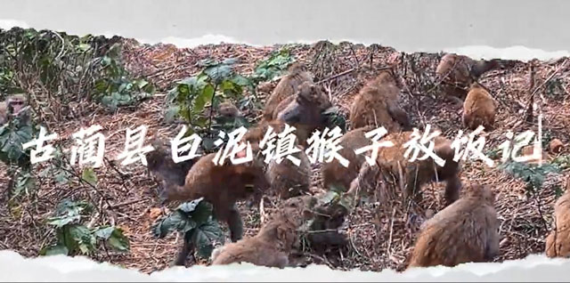 看，猴出沒！