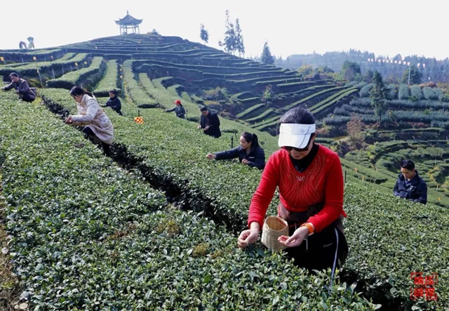 納溪：茶農(nóng)采摘增收樂(lè)? 茶企搶“鮮”上市忙