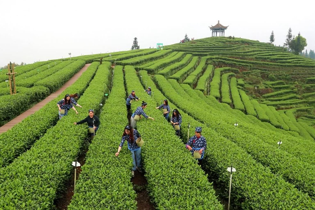 2024納溪早茶節(jié)｜早春品早茶！四川省第十一屆茶葉開采活動周于3月1日啟動