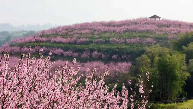 【圍觀】直沖27℃！瀘州的春天來了......