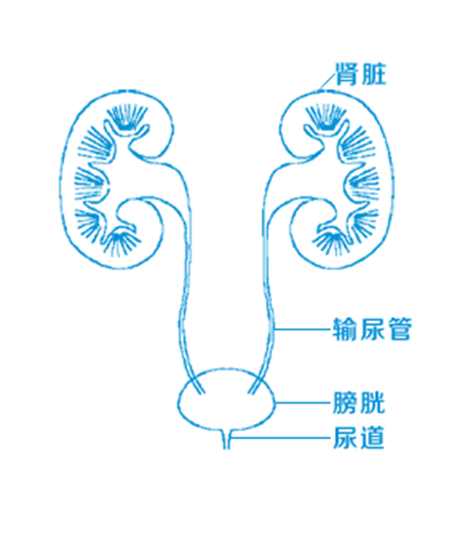 【警惕】腰痛的男人要注意了......當心高尿酸血癥——腎結石的幫兇