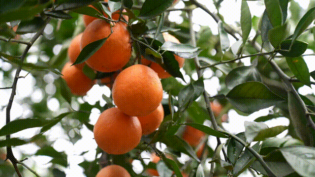 微信圖片_20240416105241.gif