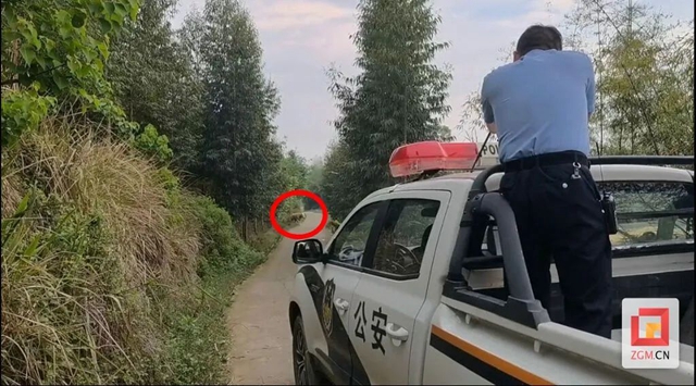瘋牛，擊斃！