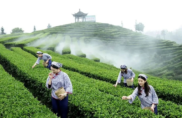 納溪：數字賦能茶產業(yè)提質增效