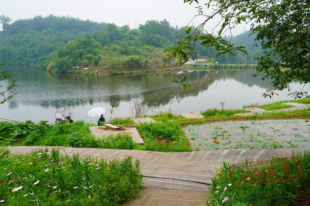 垂釣新去處！江陽區(qū)休閑“漁”樂，集體經(jīng)濟有“錢”途