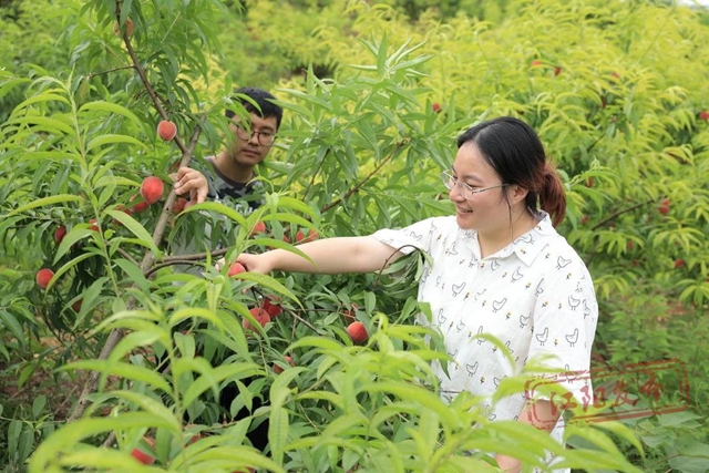 方山桃子熟了｜入園采摘不收費，隨意品嘗