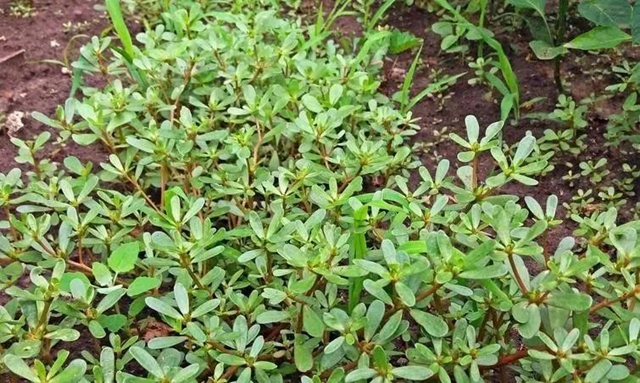 【杏林學堂】這味隨處生長的草藥，夏季清大腸毒熱很有用！