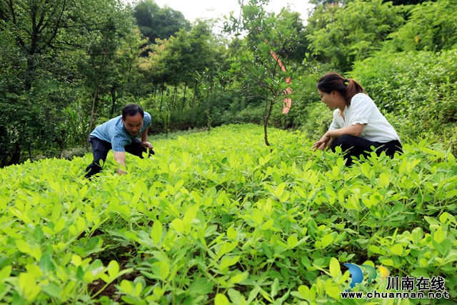 圖3：黃永（右）查看試種的水果花生長(zhǎng)勢(shì).jpg